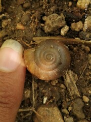 Ariophantidae