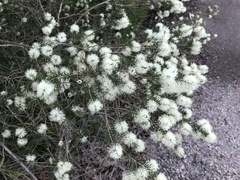 Melaleuca ericifolia
