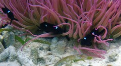 Dascyllus trimaculatus