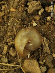 Ariophantidae