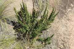 Myrothamnus flabellifolius