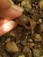 Ariophantidae