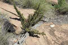 Myrothamnus flabellifolius