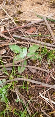 Plantago varia