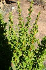 Myrothamnus flabellifolius