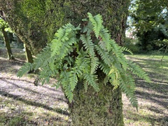 Polypodioideae