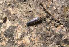 Ctenolepisma longicaudatum