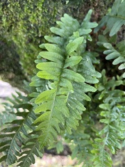 Polypodioideae