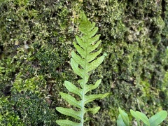 Polypodioideae