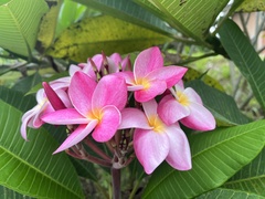 Plumeria rubra