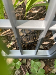 Stigmochelys pardalis