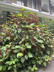 Acalypha hispida