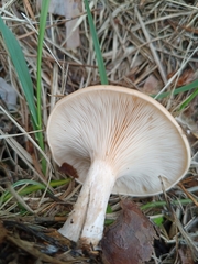 Paralepista flaccida