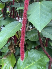 Acalypha hispida
