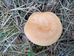 Paralepista flaccida