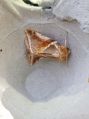 Habrosyne pyritoides