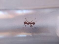 Aphaenogaster sardoa