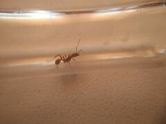 Aphaenogaster sardoa