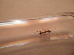 Aphaenogaster sardoa