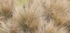 Poa labillardierei