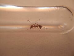 Aphaenogaster sardoa