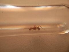 Aphaenogaster sardoa