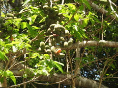 Sterculia quadrifida