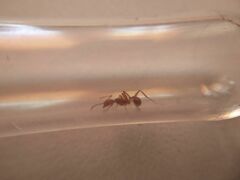 Aphaenogaster sardoa