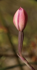 Thelymitra