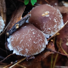 Psathyrella
