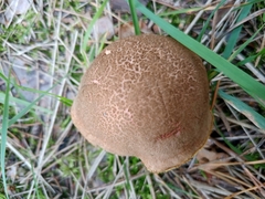 Xerocomellus chrysenteron