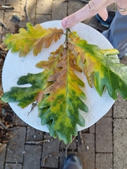 Quercus cerris