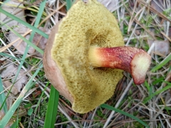 Xerocomellus chrysenteron