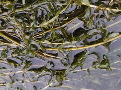 Hydrilla verticillata