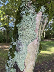 Punctelia subrudecta
