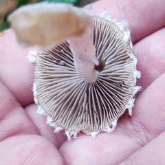 Psathyrella