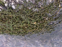 Hydrilla verticillata
