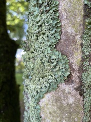 Punctelia subrudecta