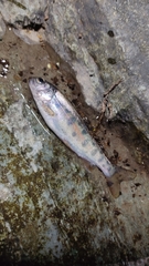 Oncorhynchus mykiss