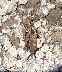 Xenocatantops dirshi