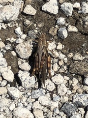 Xenocatantops dirshi