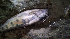 Oncorhynchus mykiss