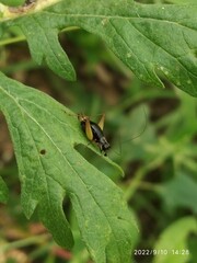 Trigonidium cicindeloides
