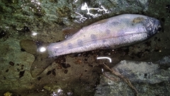 Oncorhynchus mykiss
