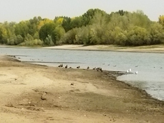 Chroicocephalus ridibundus