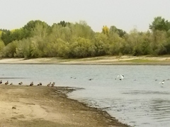 Chroicocephalus ridibundus