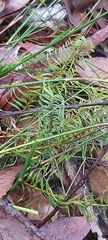 Lomandra obliqua