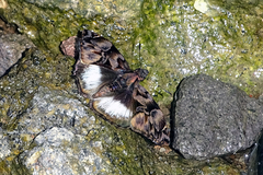 Noctuana lactifera