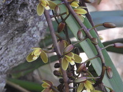 Cymbidium madidum