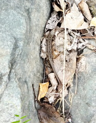 Lacerta agilis exigua